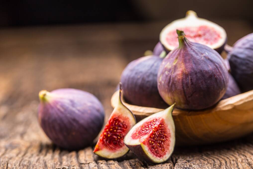 Figs are cultivated the world over.
