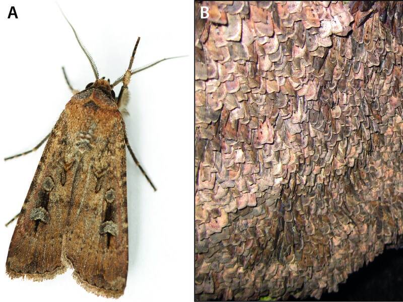 The bogong moth is on a 'red list' of endangered species.